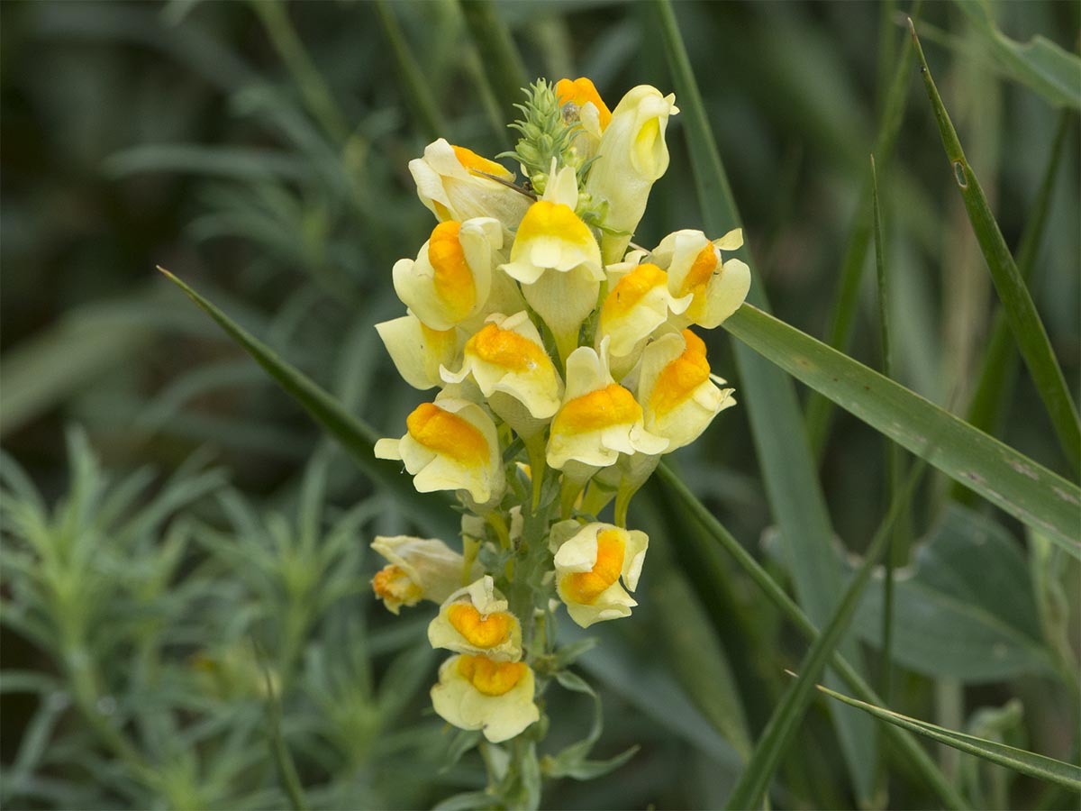 Linaria vulgaris